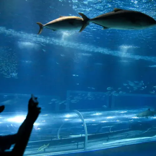 aquario